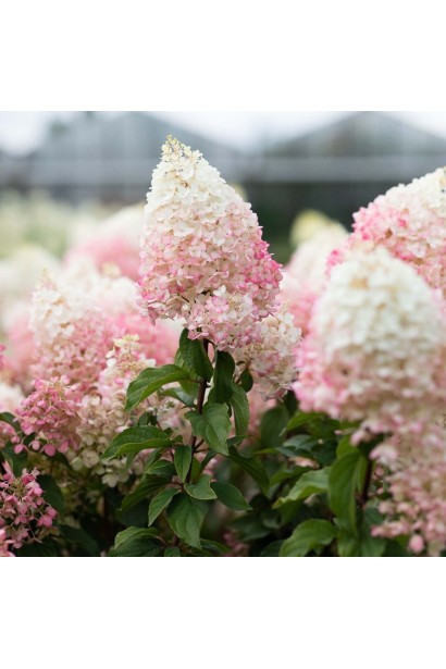 Гортензия метельчатая Стробери Блоссом во время цветения